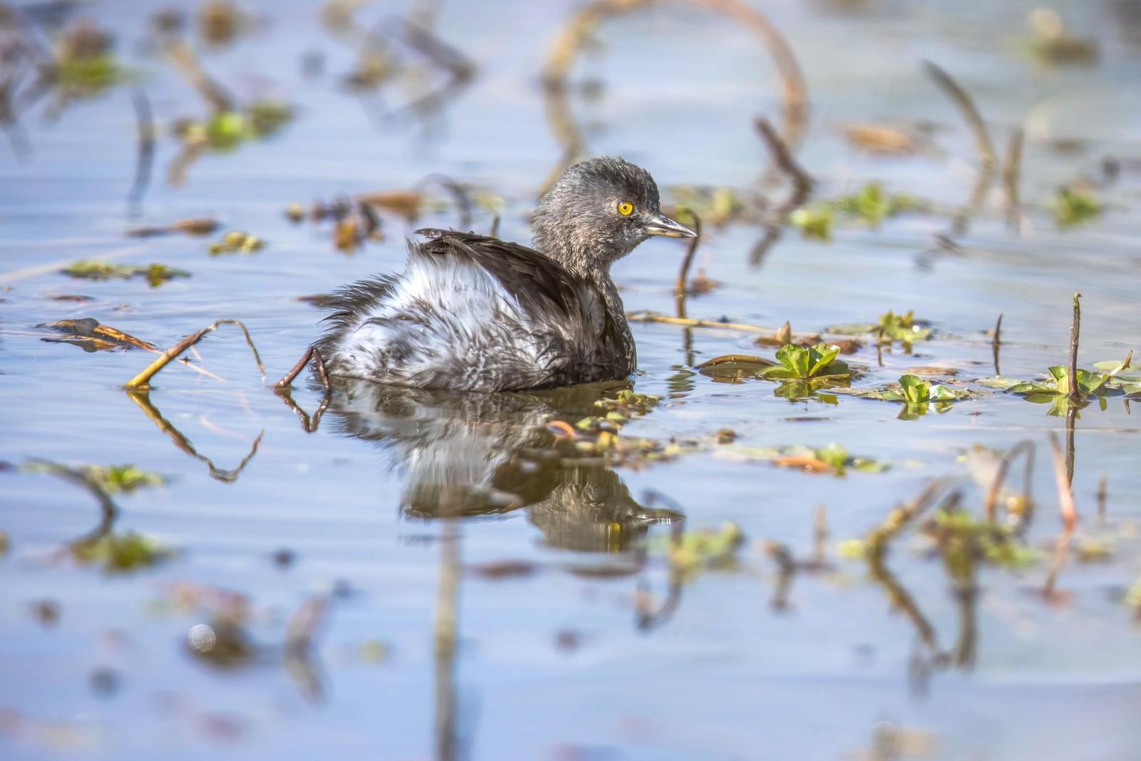 Least Grebe Photo by Tom Ford-Hutchinson