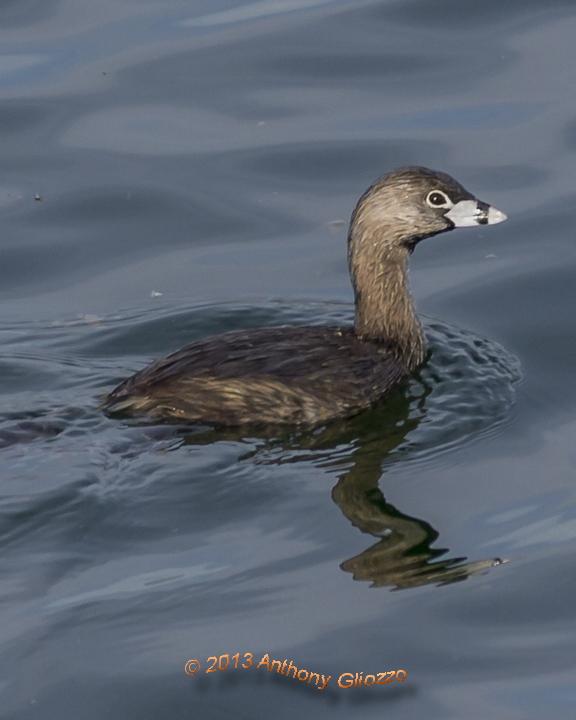 Pied-billed Grebe Photo by Anthony Gliozzo