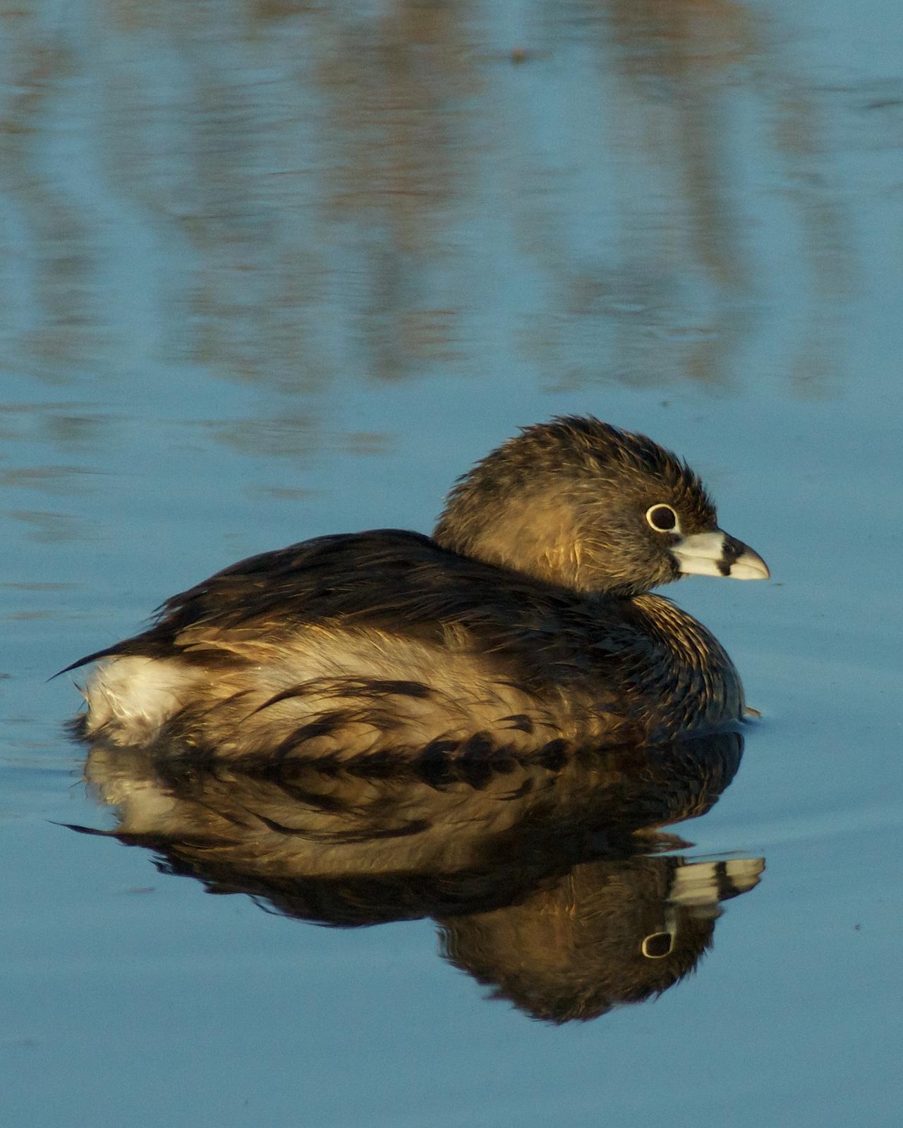 Pied-billed Grebe Photo by Gerald Hoekstra