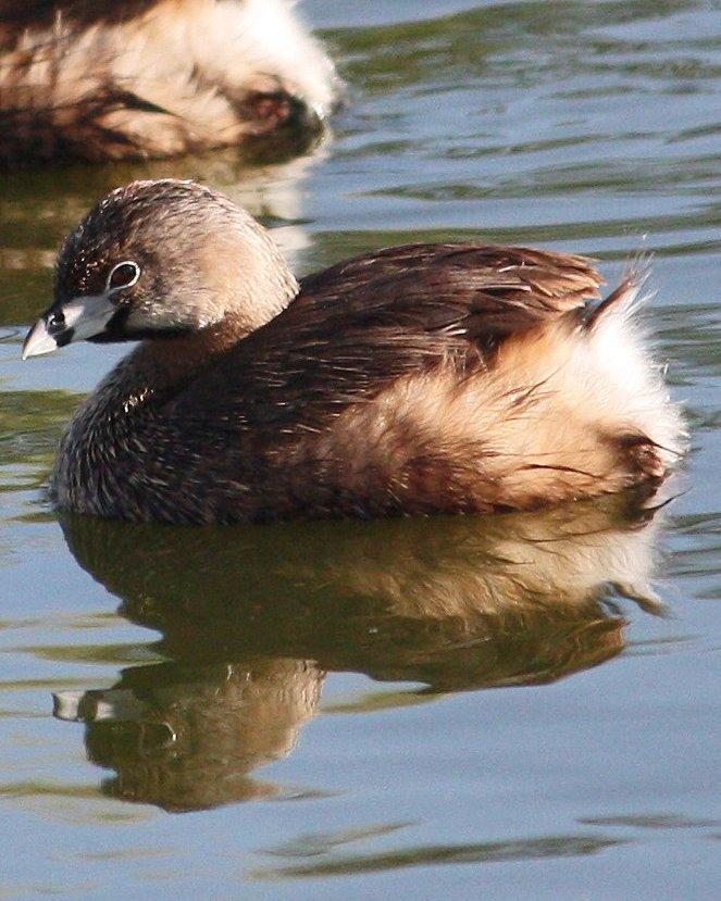 Pied-billed Grebe Photo by Andrew Core