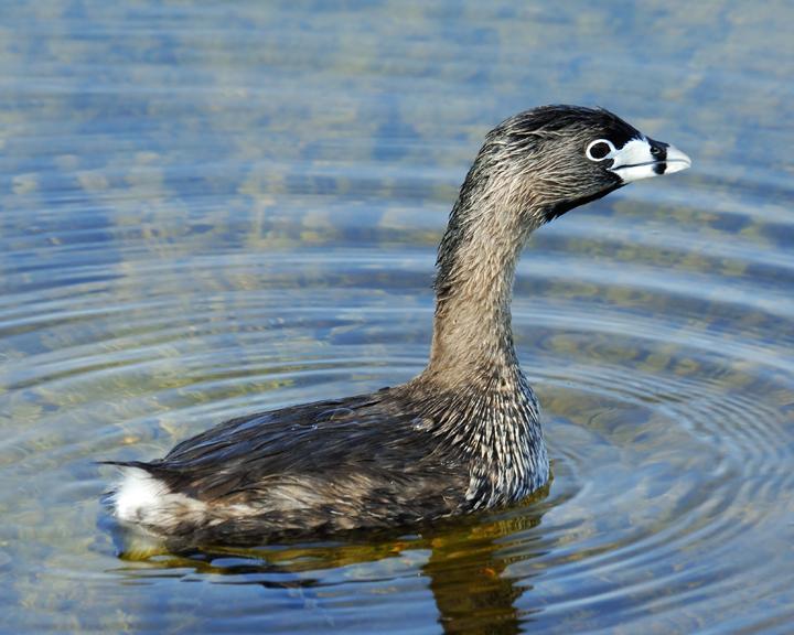 Pied-billed Grebe Photo by Jean-Pierre LaBrèche