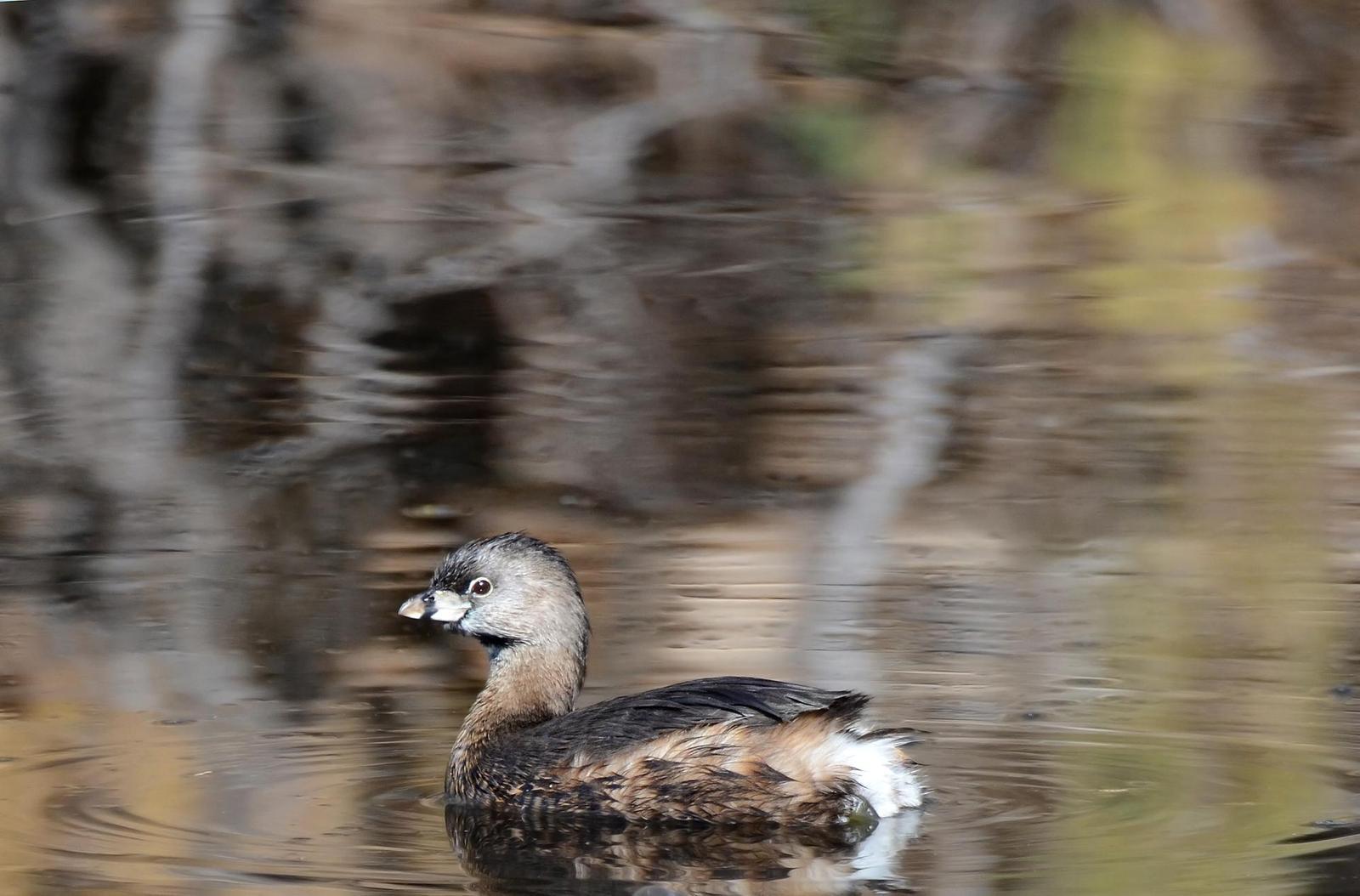 Pied-billed Grebe Photo by Steven Mlodinow