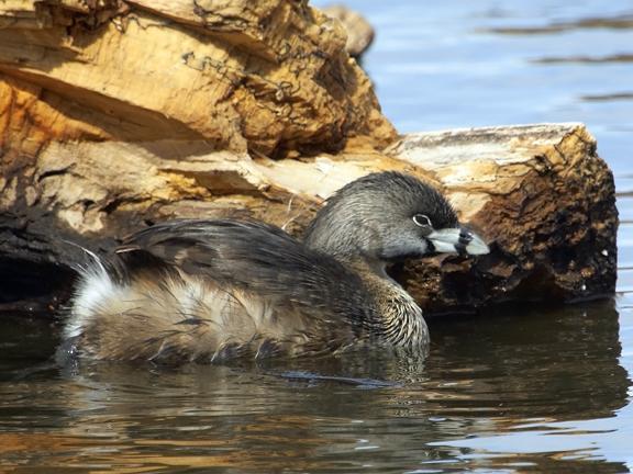 Pied-billed Grebe Photo by Dan Tallman