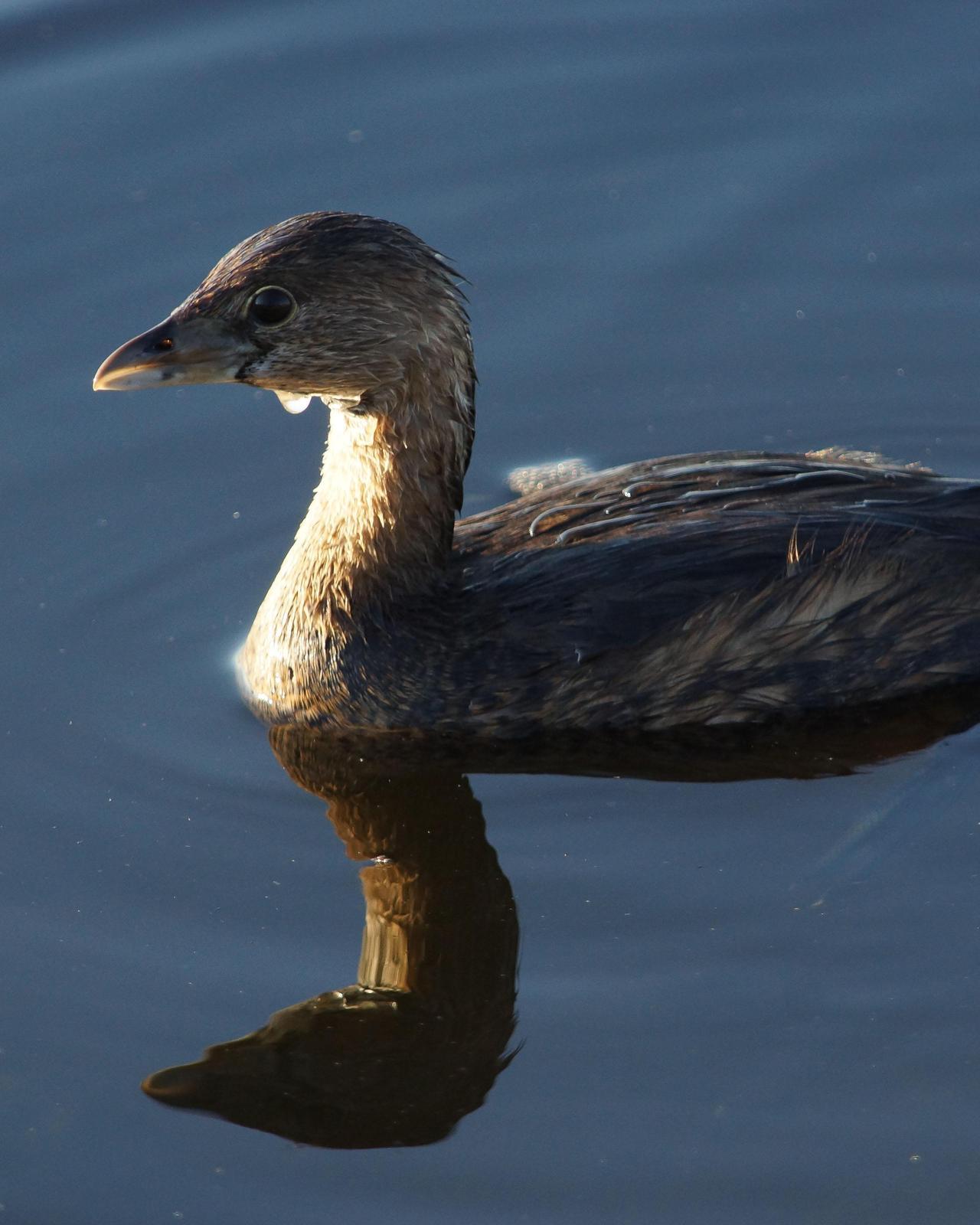 Pied-billed Grebe Photo by Steve Percival