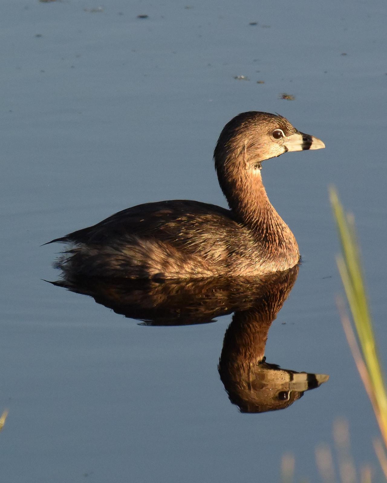 Pied-billed Grebe Photo by Emily Percival