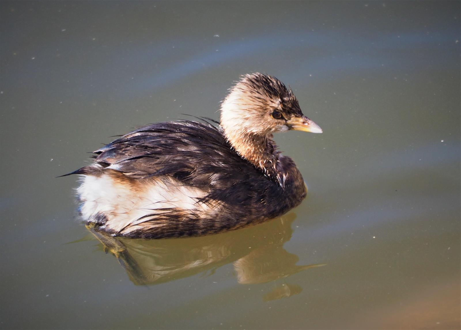 Pied-billed Grebe Photo by Colin Hill