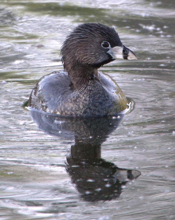 Pied-billed Grebe Photo by Mat Gilfedder