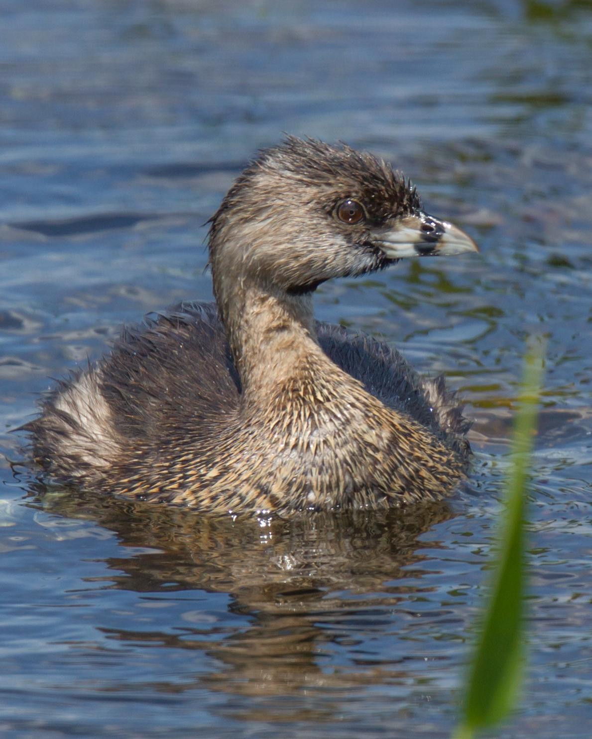 Pied-billed Grebe Photo by JC Knoll