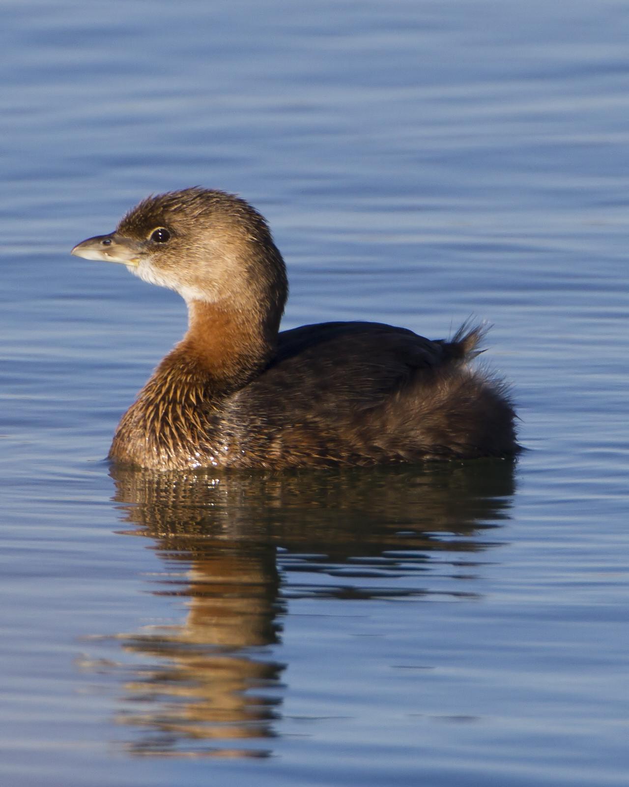 Pied-billed Grebe Photo by Bill Adams