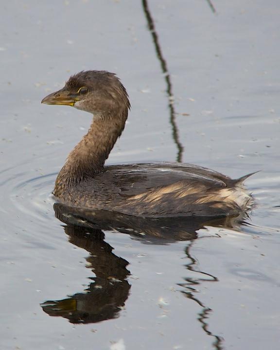 Pied-billed Grebe Photo by Denis Rivard