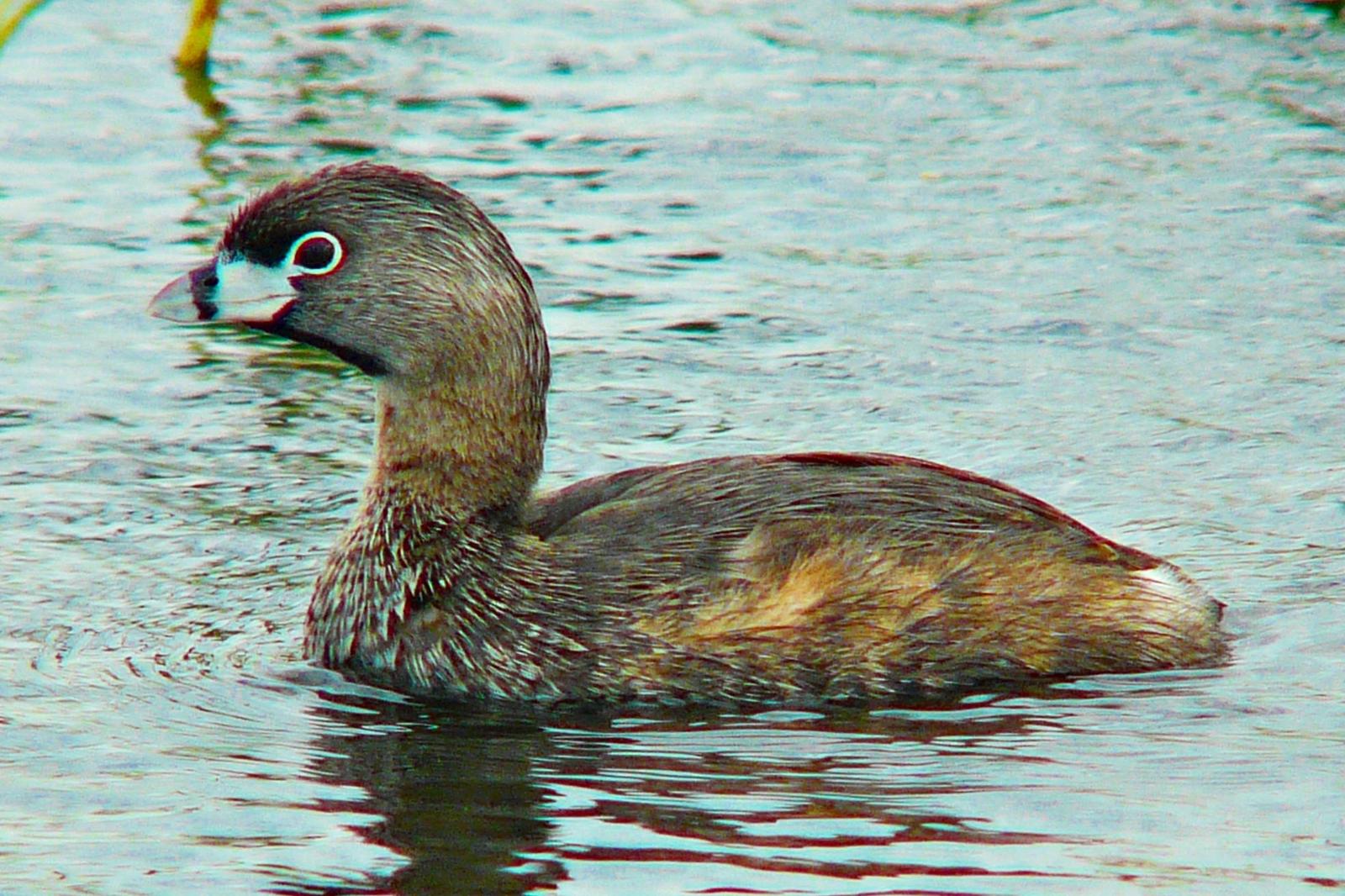 Pied-billed Grebe Photo by Bob Neugebauer