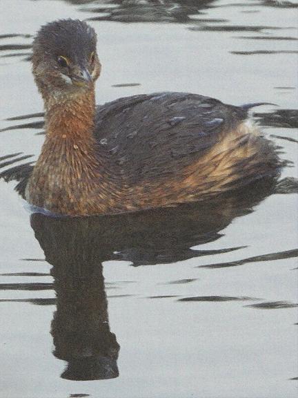 Pied-billed Grebe Photo by Dan Tallman