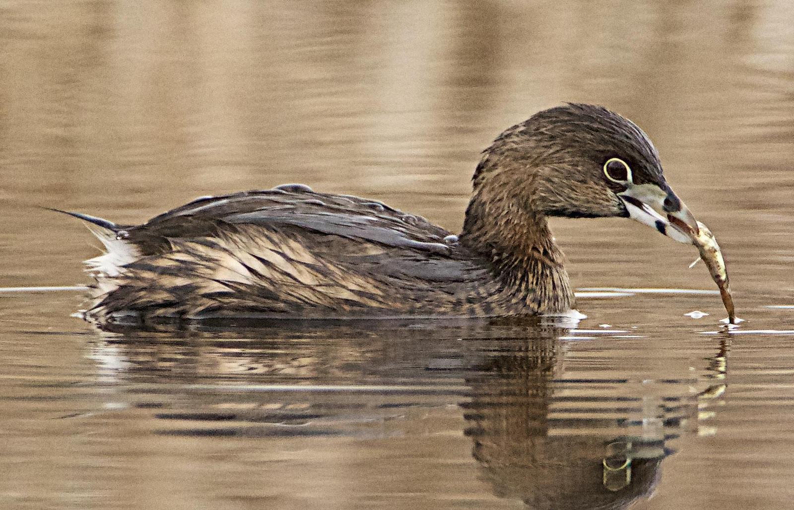 Pied-billed Grebe Photo by Brian Avent