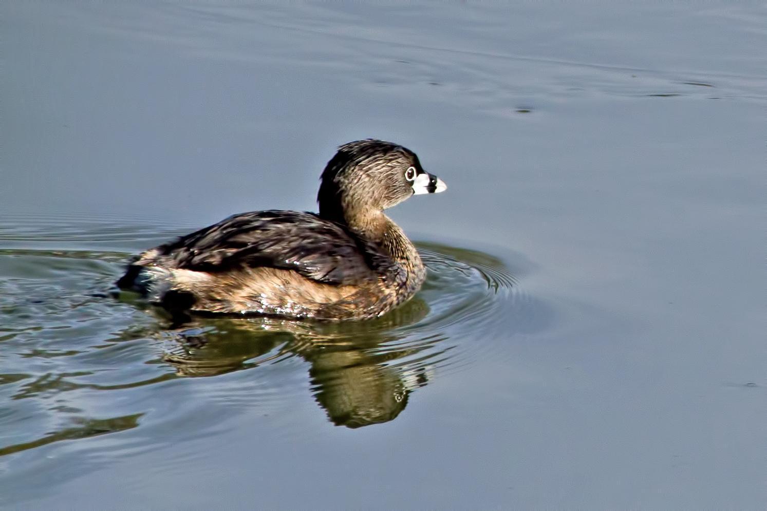 Pied-billed Grebe Photo by Rob Dickerson