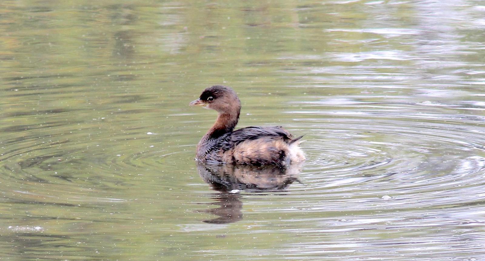 Pied-billed Grebe Photo by Kathryn Keith