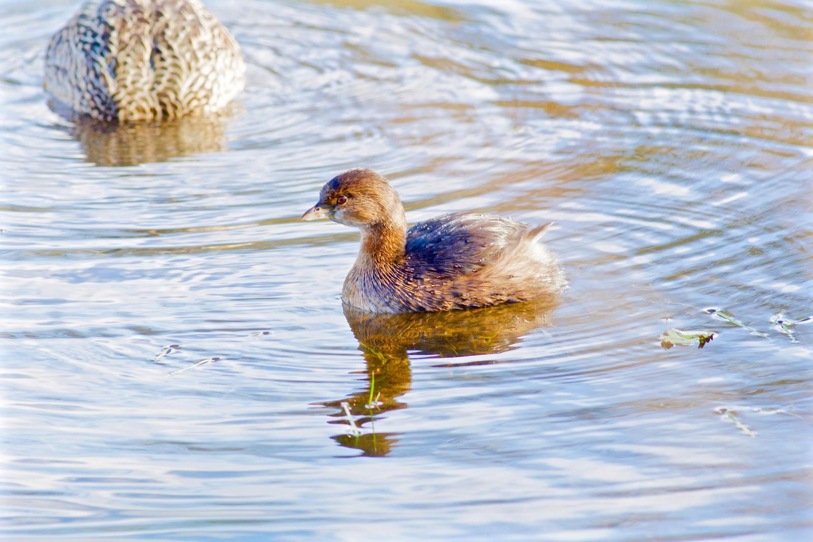 Pied-billed Grebe Photo by Kathryn Keith