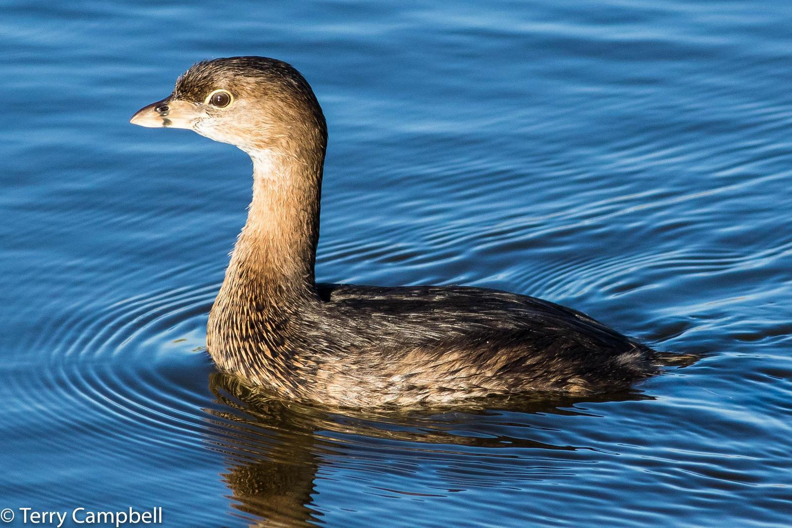 Pied-billed Grebe Photo by Terry Campbell