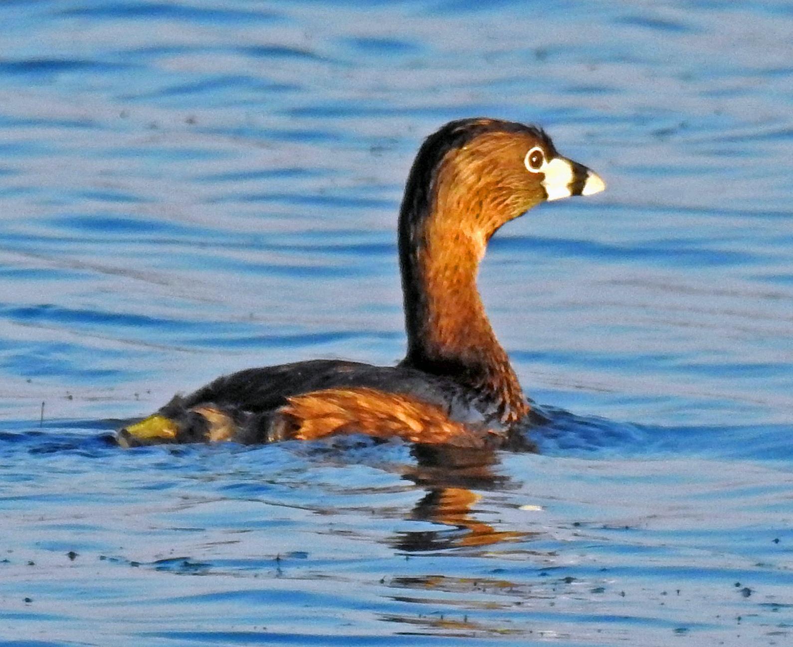 Pied-billed Grebe Photo by Tom Gannon