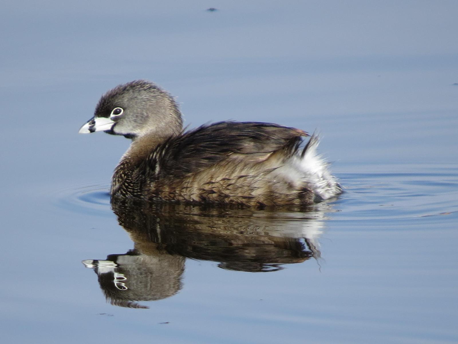 Pied-billed Grebe Photo by Enid Bachman