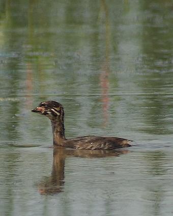 Pied-billed Grebe Photo by Gerald Hoekstra