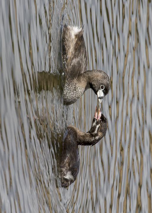 Pied-billed Grebe Photo by Anthony Gliozzo
