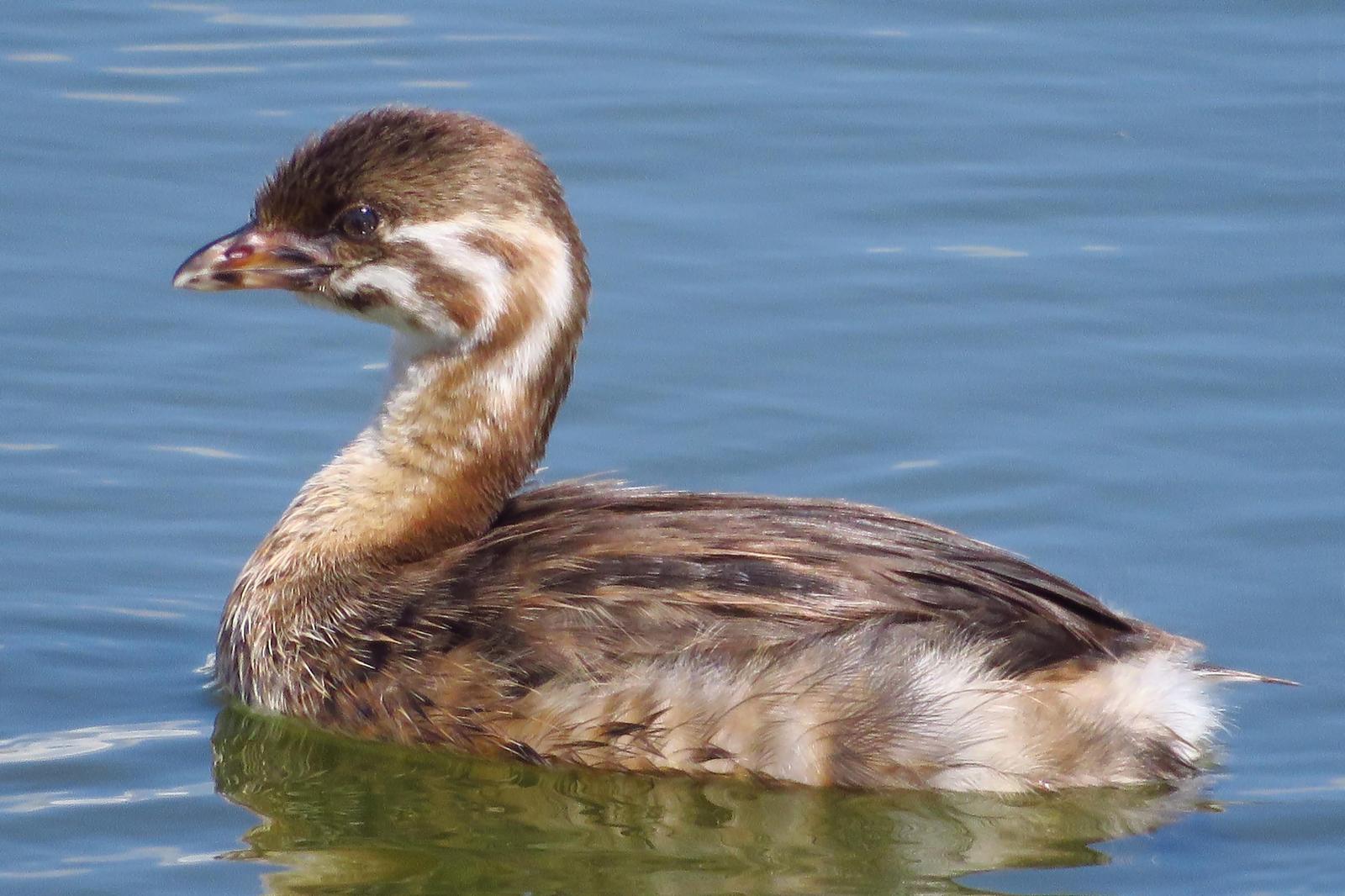 Pied-billed Grebe Photo by Bob Neugebauer