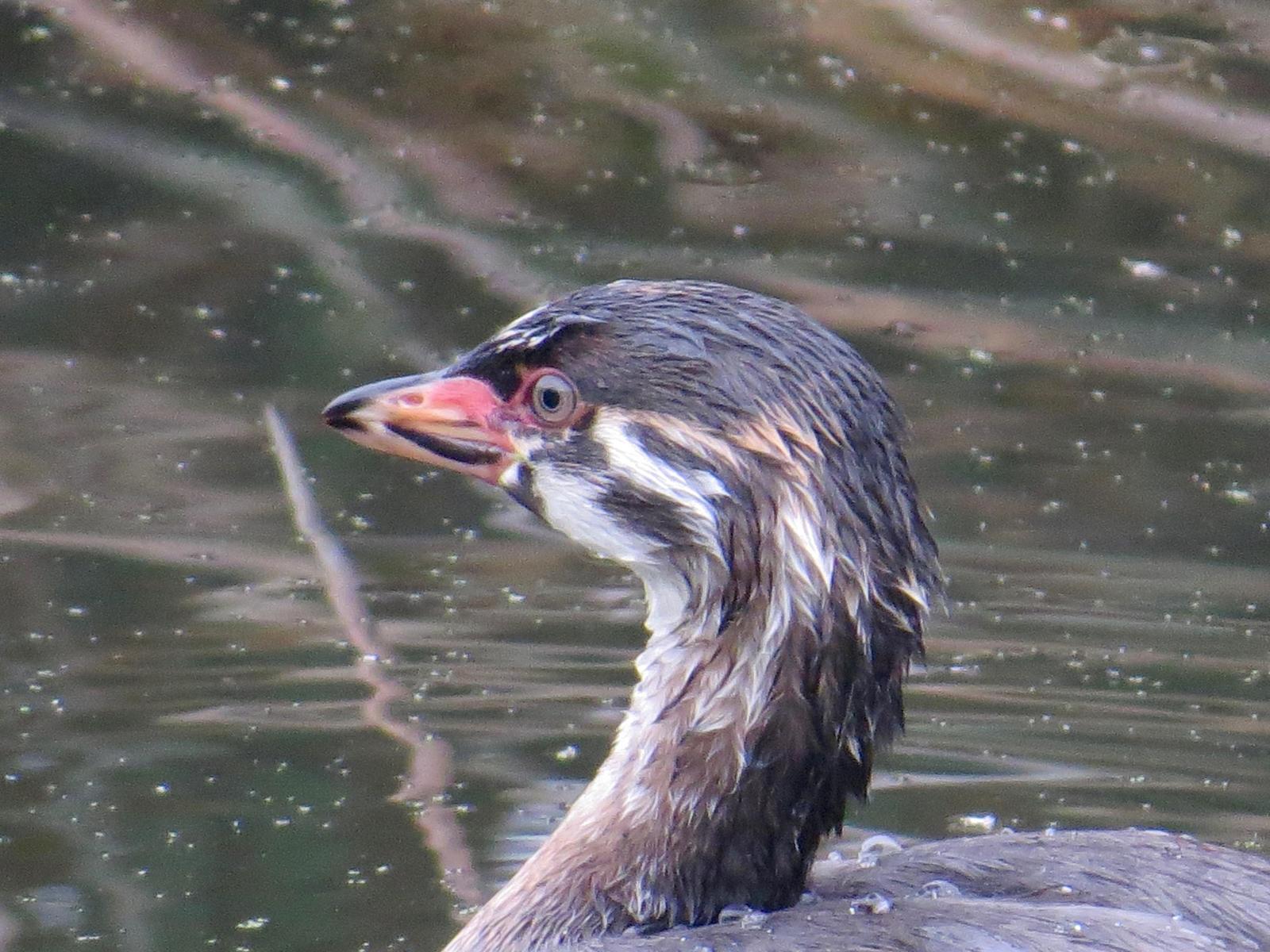 Pied-billed Grebe Photo by Don Glasco