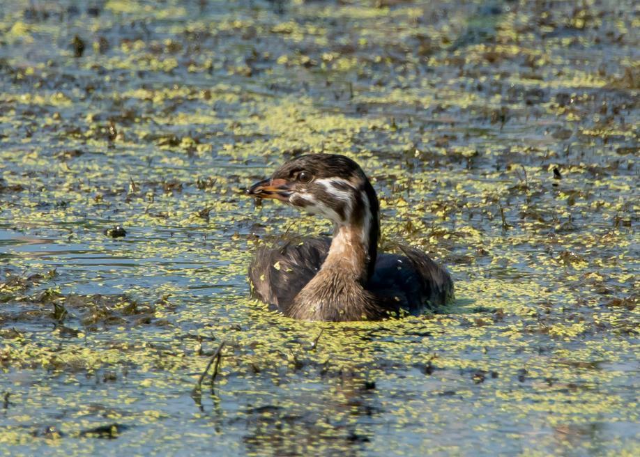 Pied-billed Grebe Photo by Gerald Hoekstra