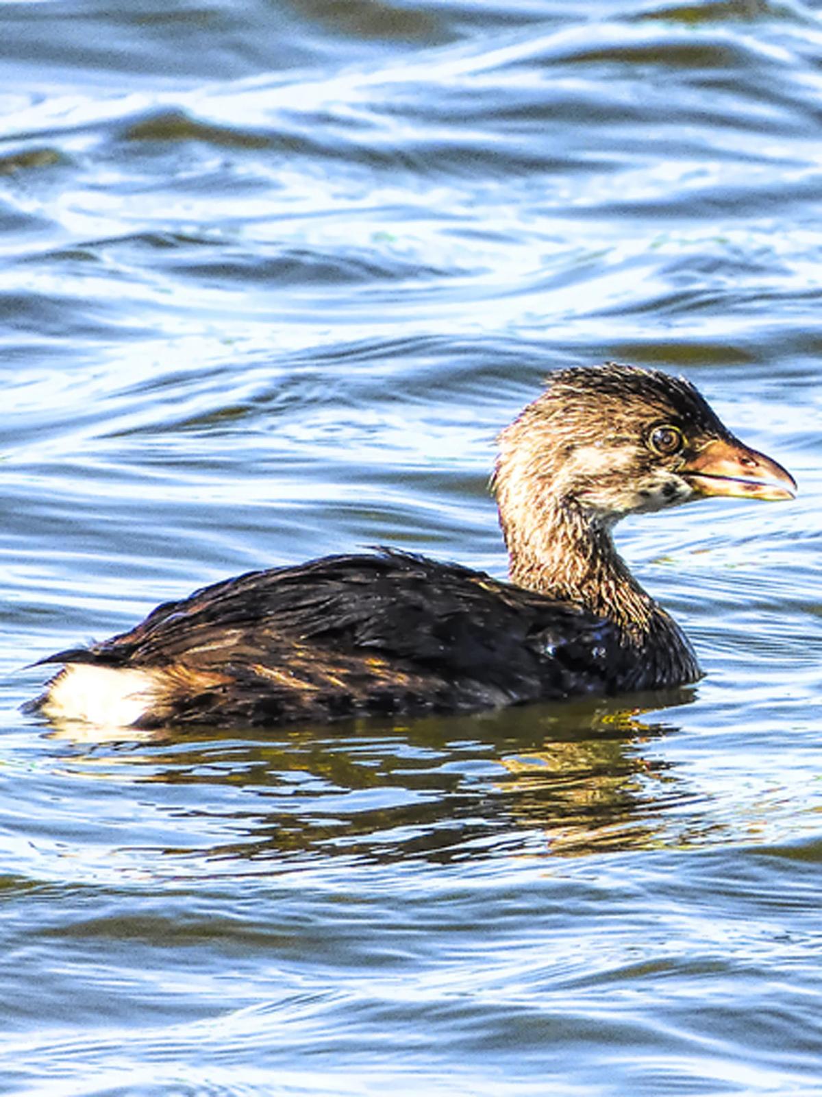 Pied-billed Grebe Photo by Dan Tallman