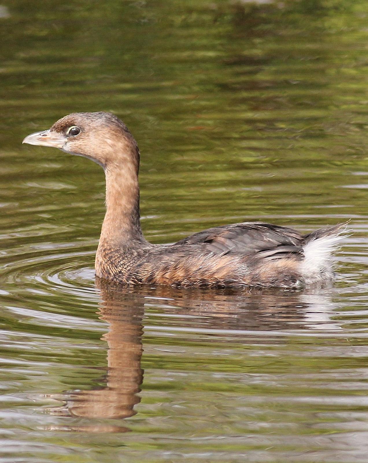 Pied-billed Grebe Photo by Alex Lamoreaux