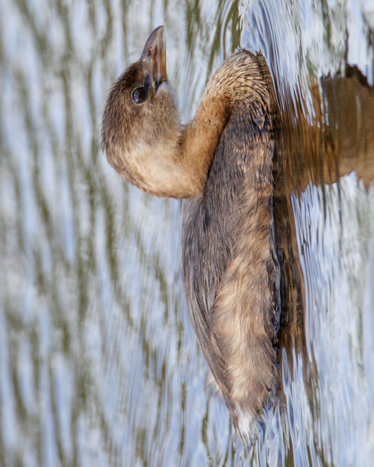 Pied-billed Grebe Photo by JC Knoll