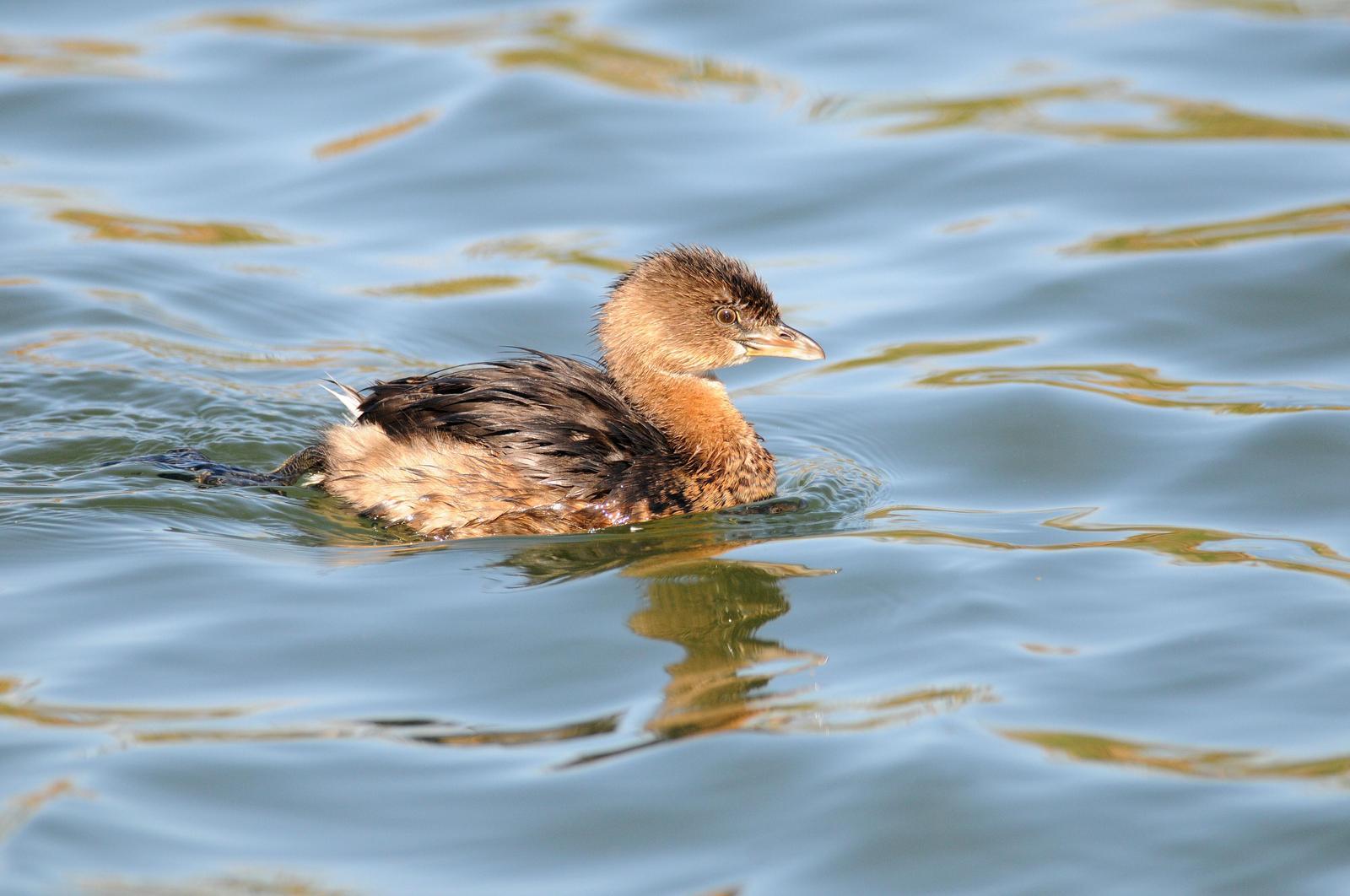 Pied-billed Grebe Photo by Steven Mlodinow
