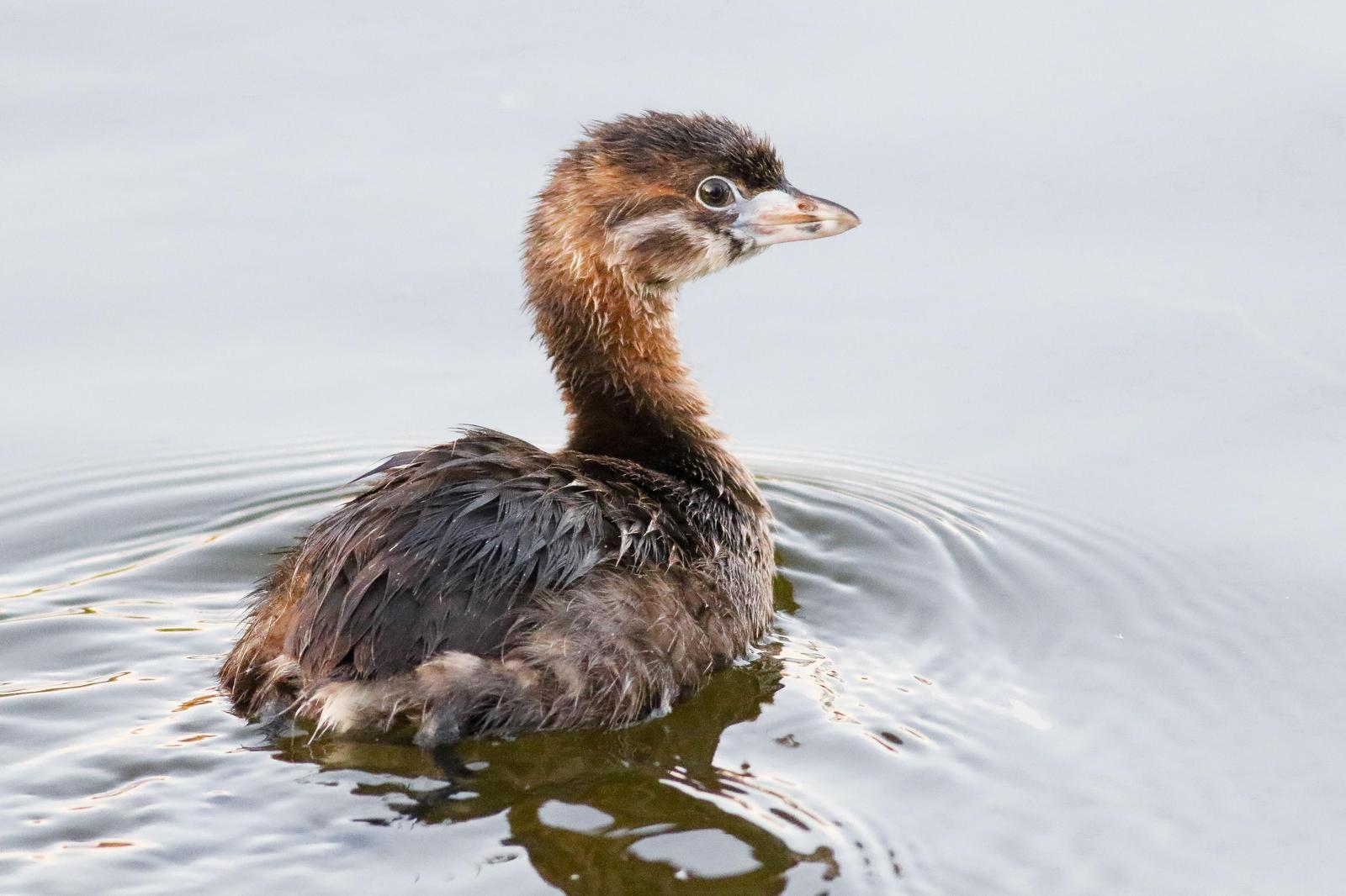 Pied-billed Grebe Photo by Tom Ford-Hutchinson