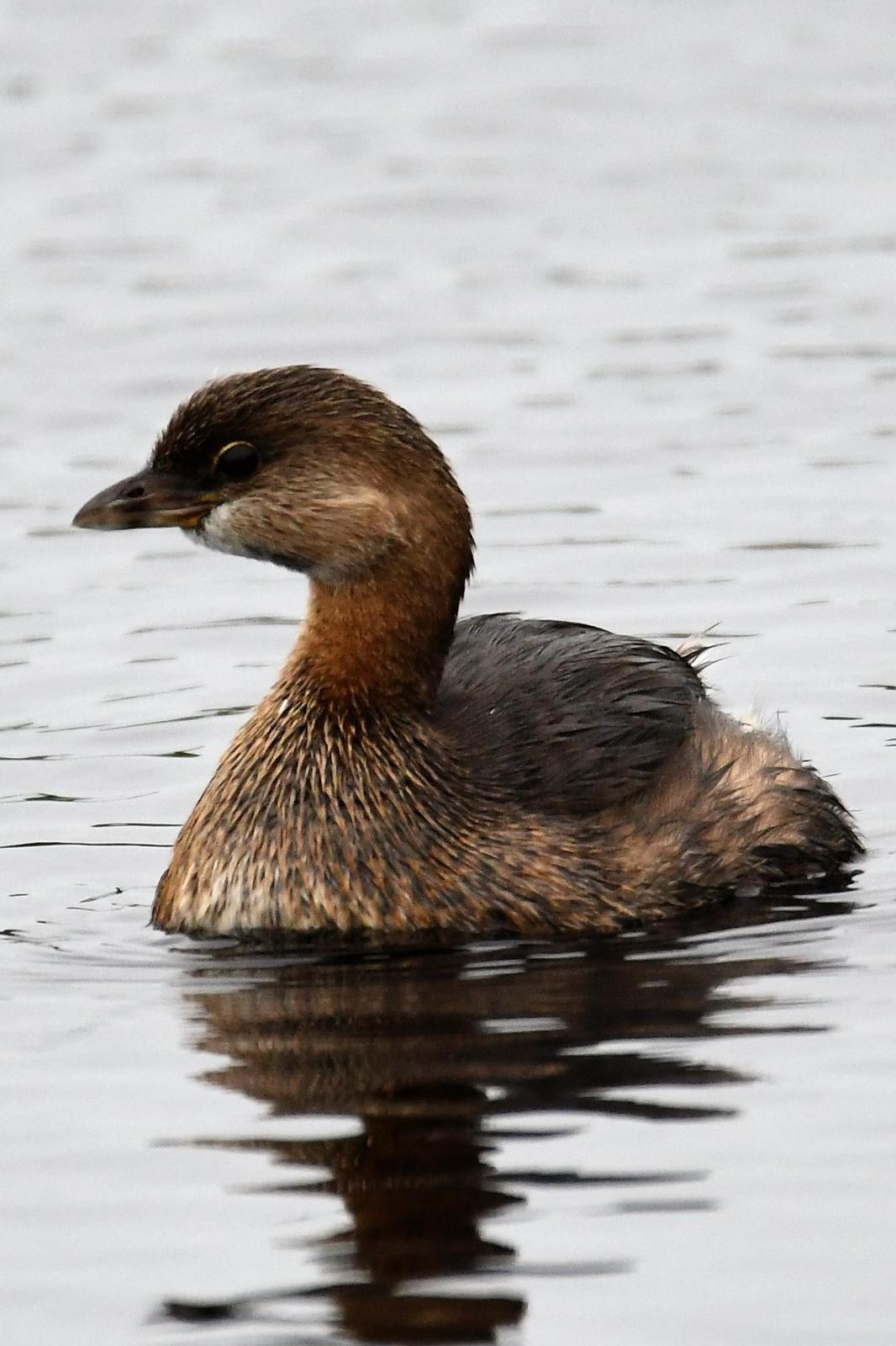 Pied-billed Grebe Photo by Jerry Chen