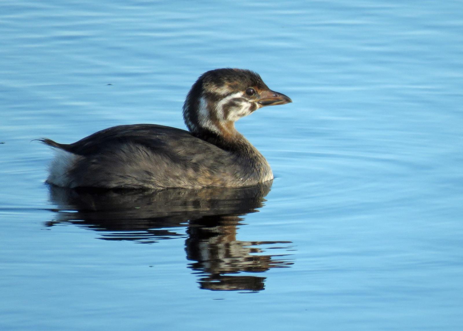 Pied-billed Grebe Photo by Kelly Preheim