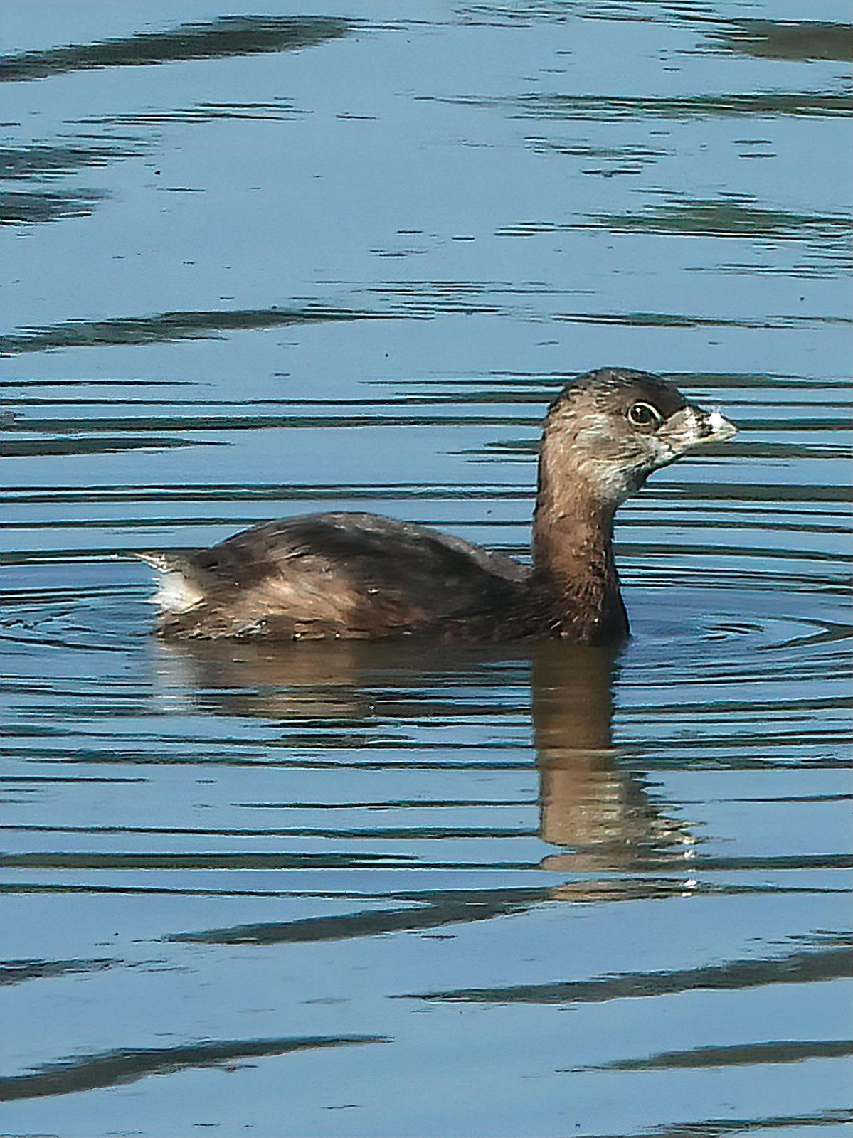 Pied-billed Grebe Photo by Dan Tallman