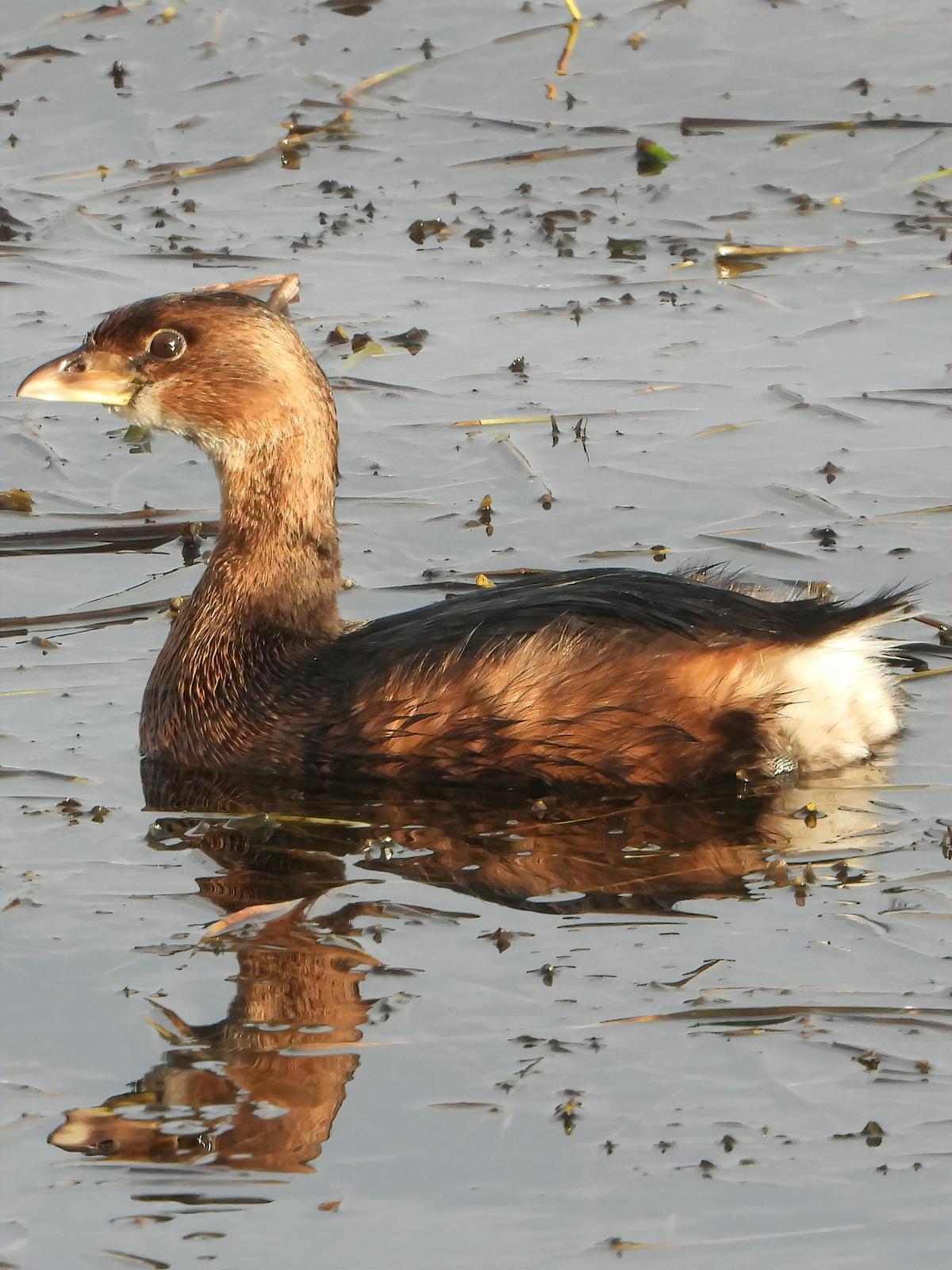 Pied-billed Grebe Photo by Dan Tallman