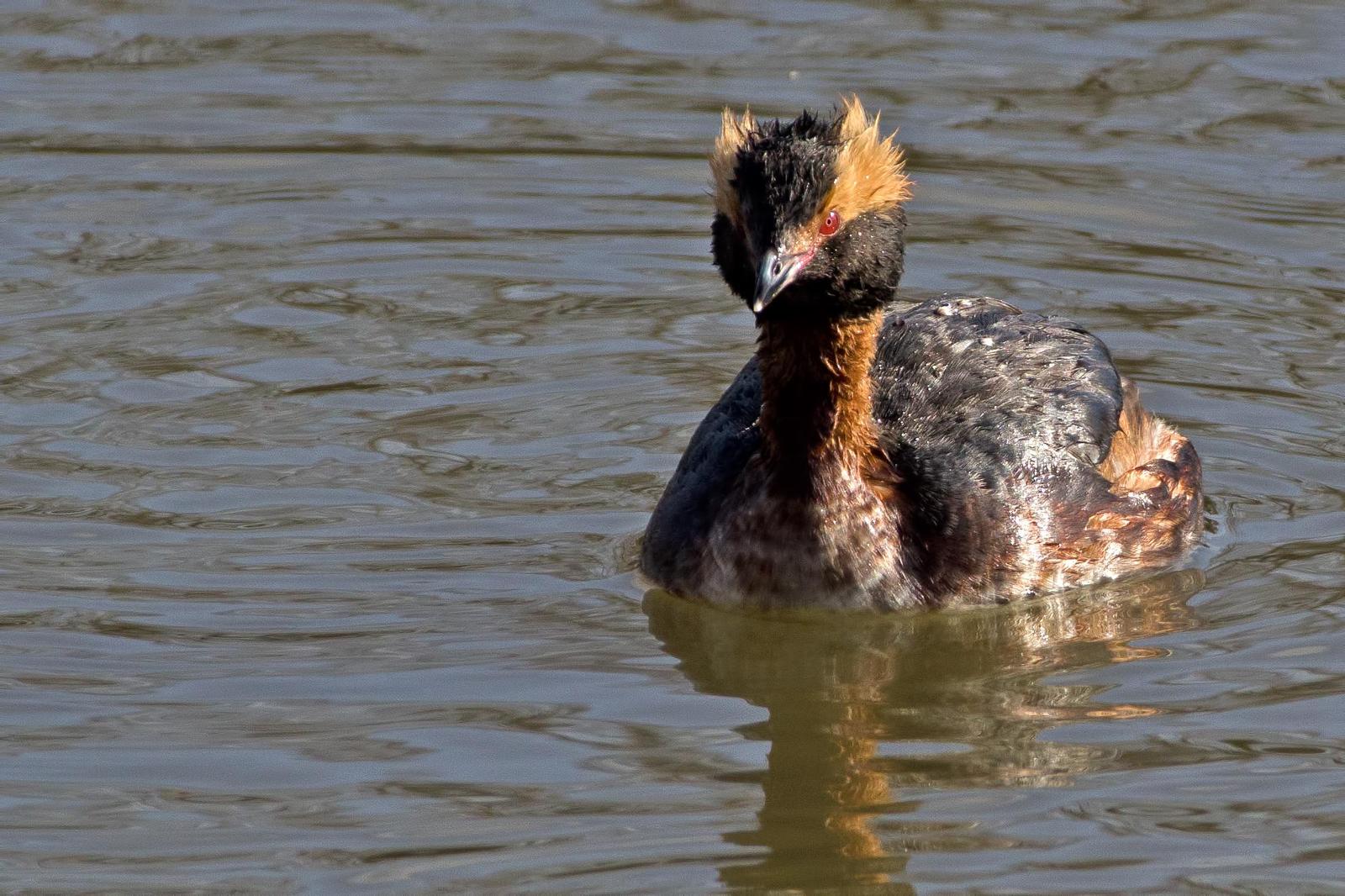 Horned Grebe Photo by Rob Dickerson