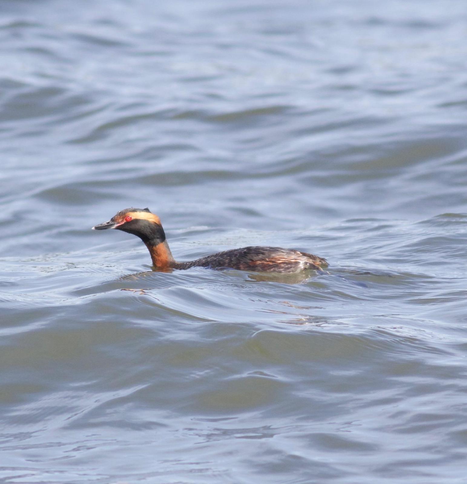 Horned Grebe Photo by Kathryn Keith