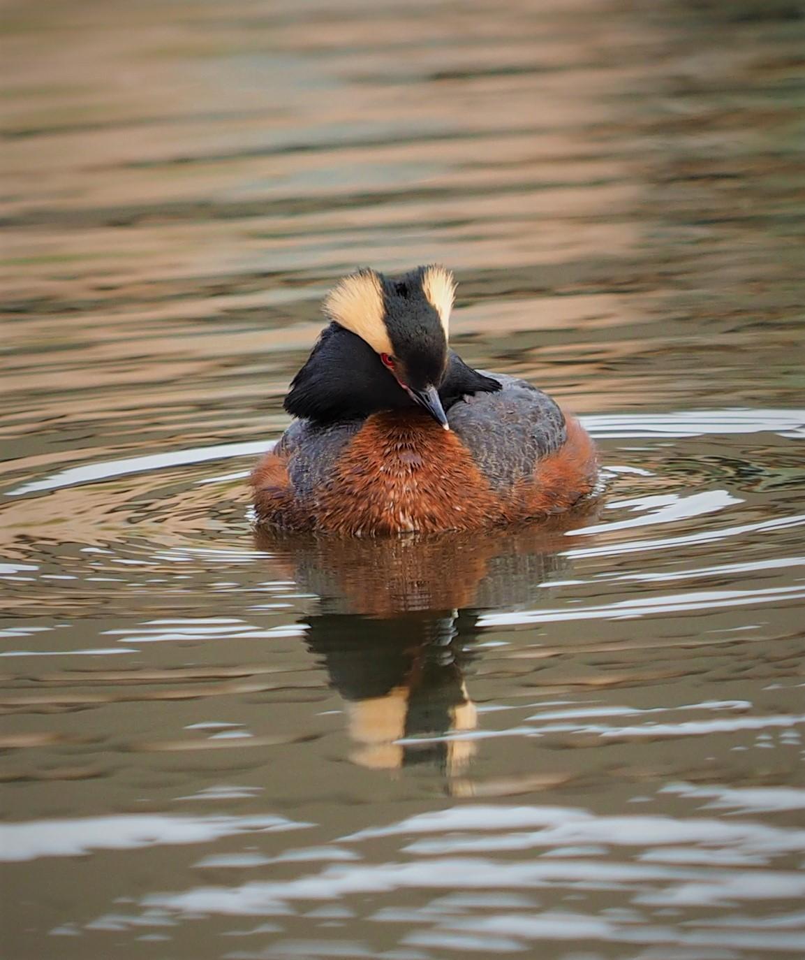 Horned Grebe Photo by Colin Hill