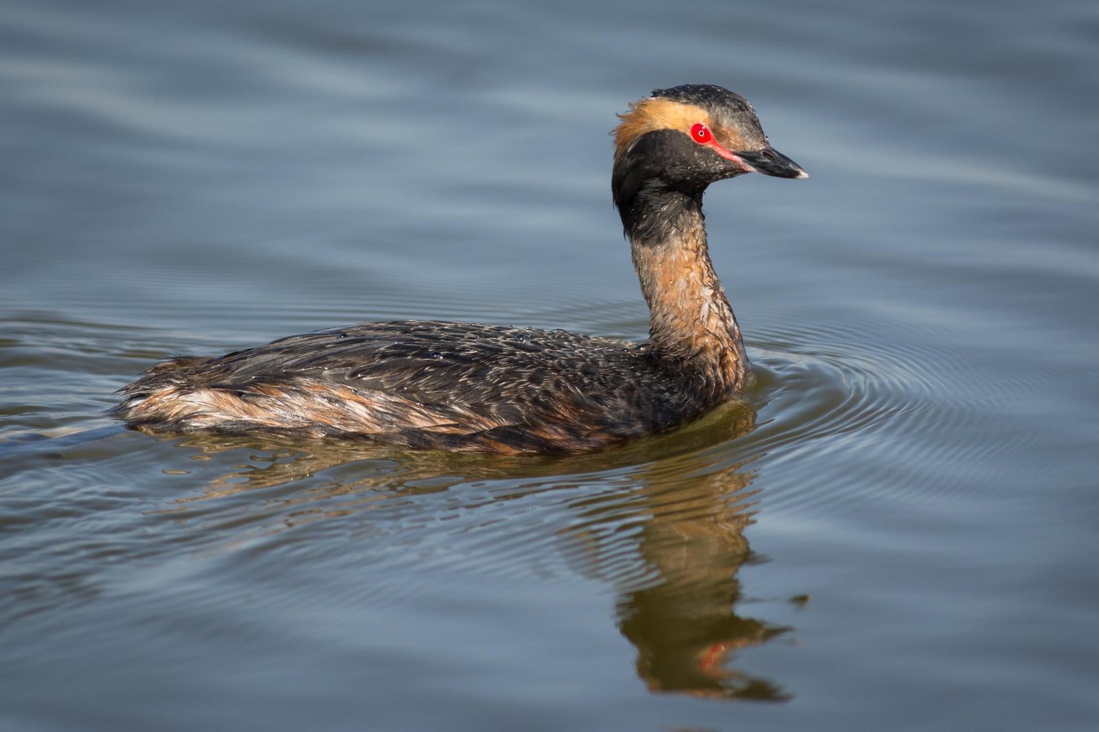 Horned Grebe Photo by Jesse Hodges