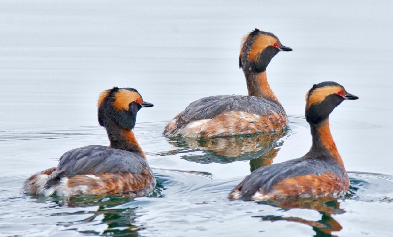 Horned Grebe Photo by Brian Avent