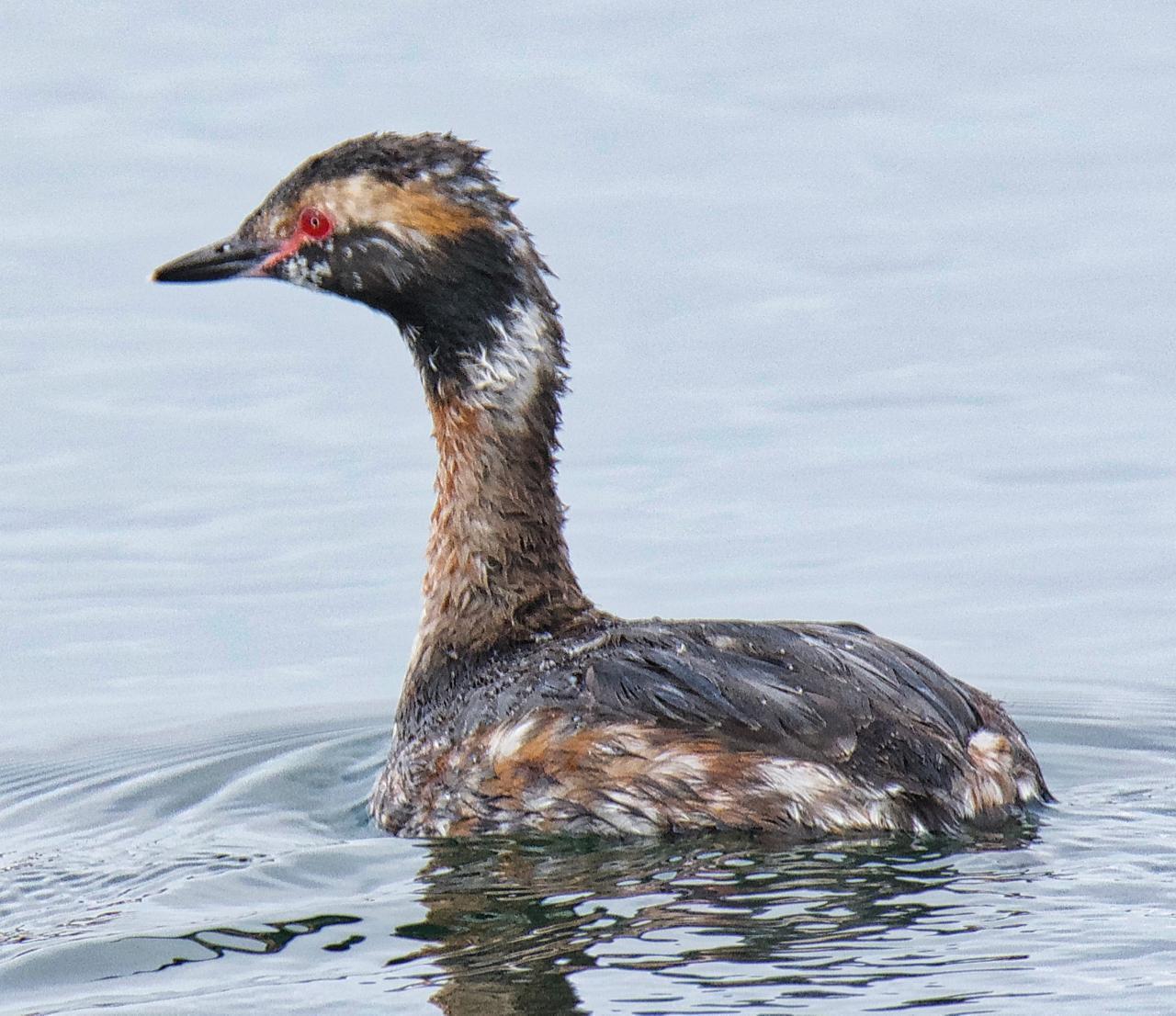 Horned Grebe Photo by Brian Avent