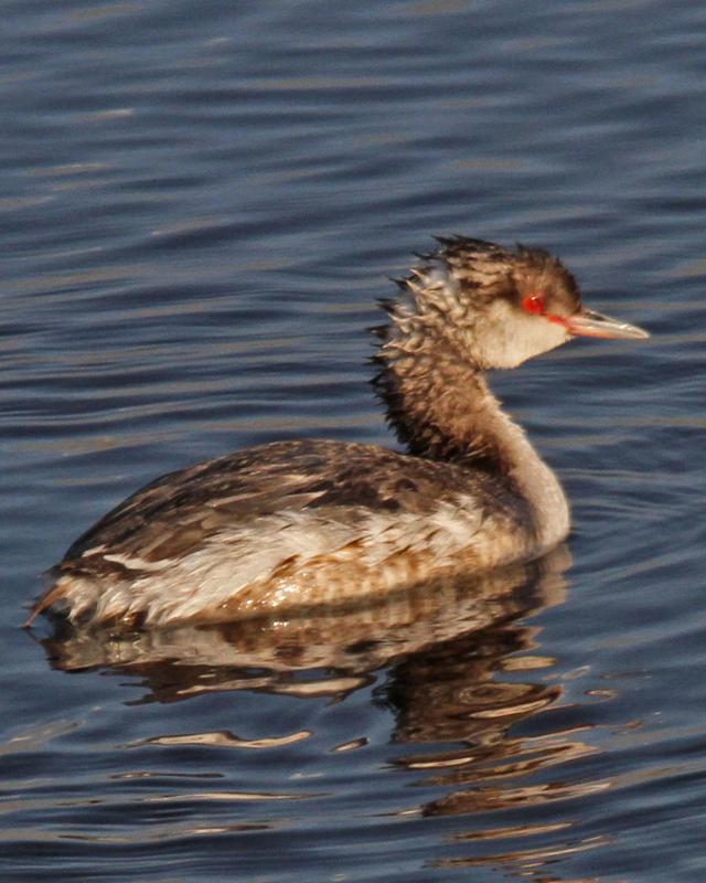 Horned Grebe Photo by Larry Sirvio