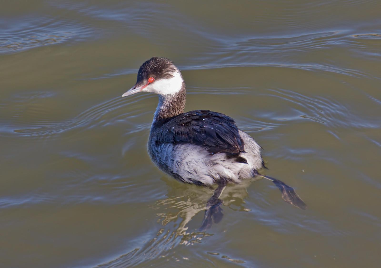 Horned Grebe Photo by Michael Moore