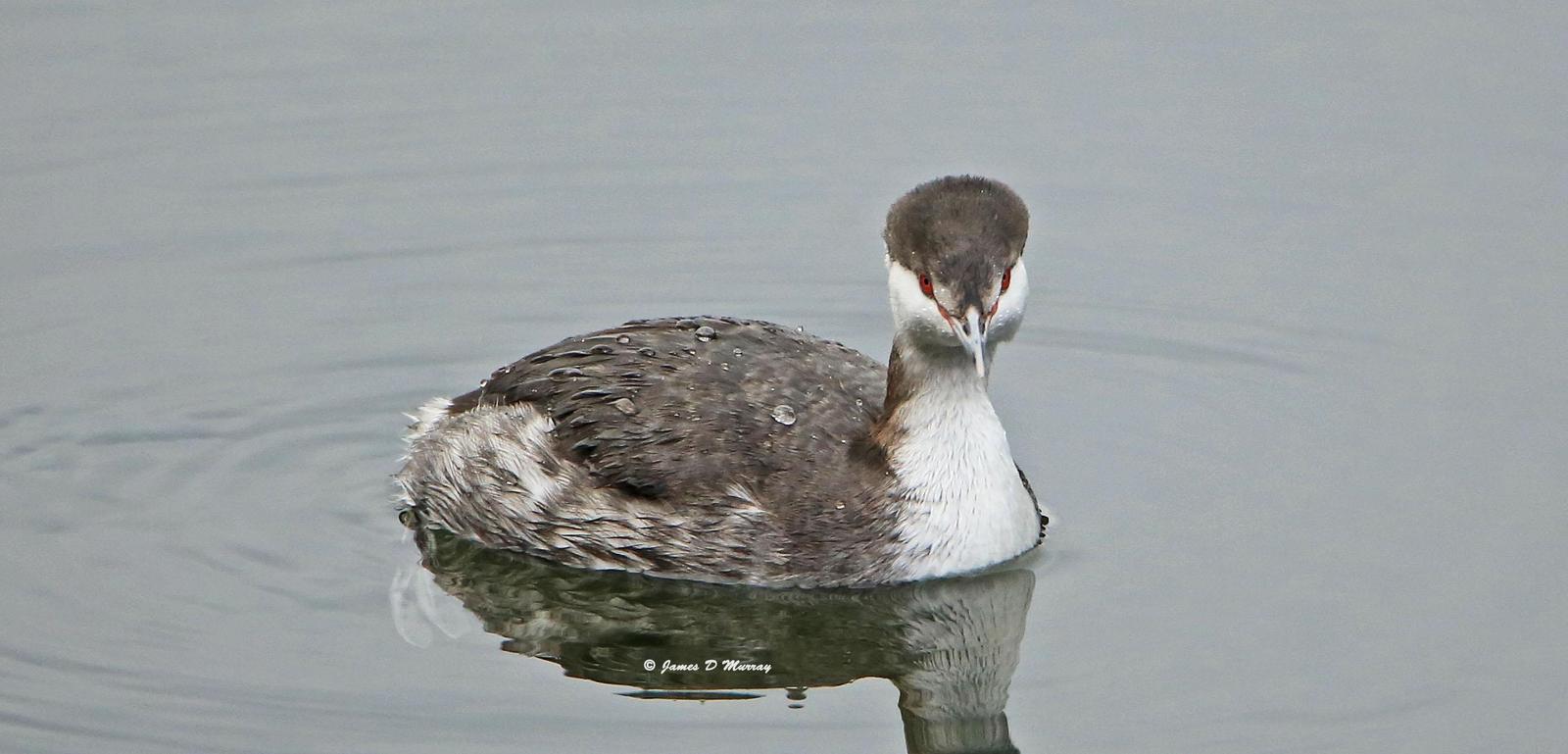 Horned Grebe Photo by Jim  Murray