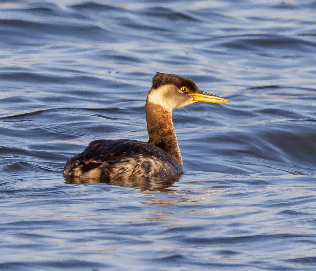 Red-necked Grebe Photo by Tom Gannon