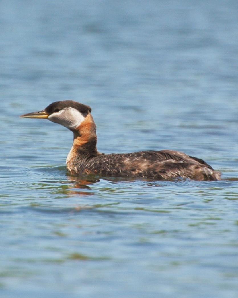 Red-necked Grebe Photo by David Hollie