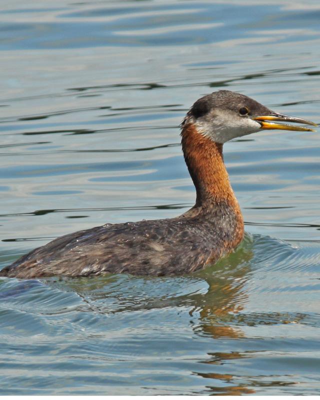 Red-necked Grebe Photo by Larry Sirvio