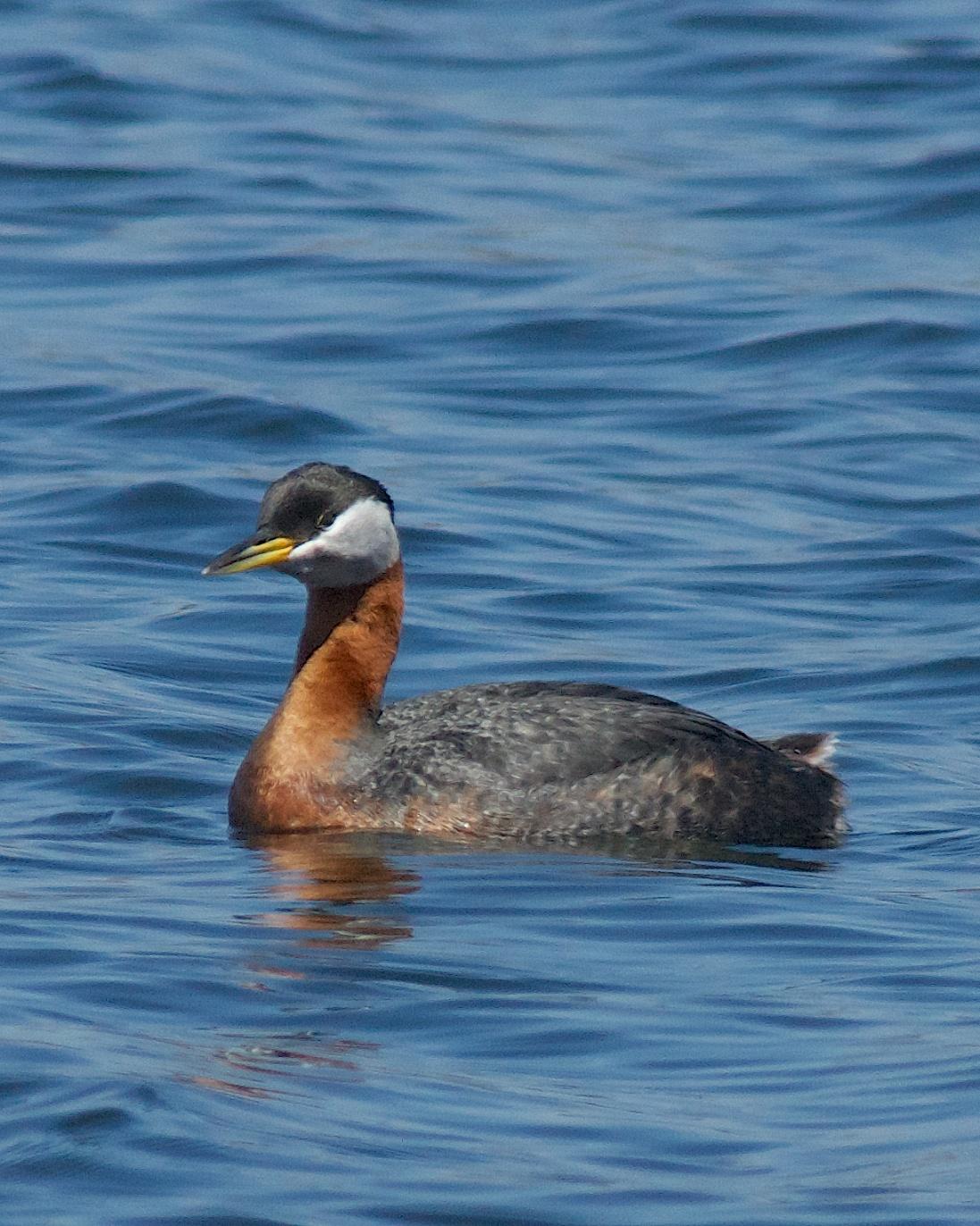 Red-necked Grebe Photo by Gerald Hoekstra